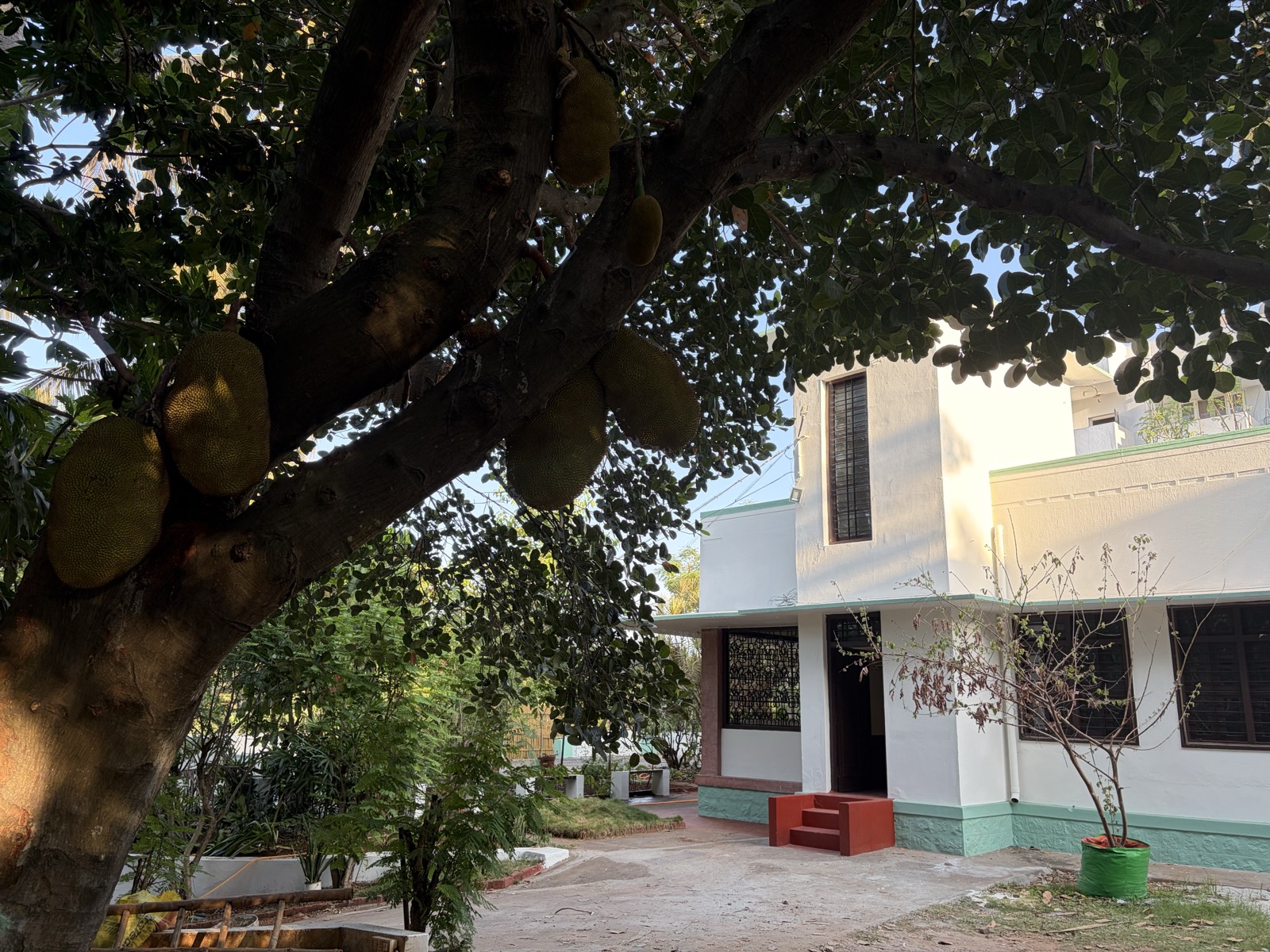 Jackfruit tree at Otesha
